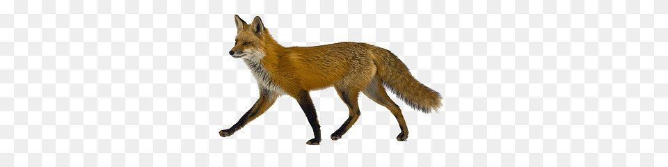Image, Animal, Canine, Fox, Mammal Png