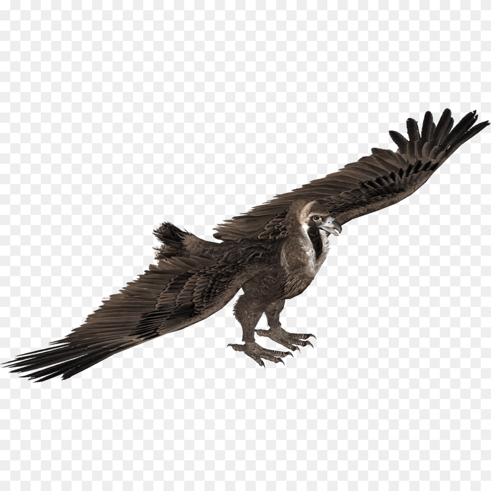 Animal, Bird, Flying, Vulture Png Image