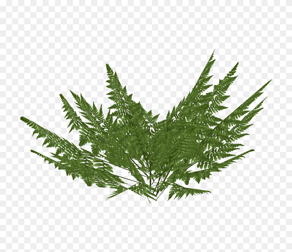 Fern, Plant, Leaf Png Image