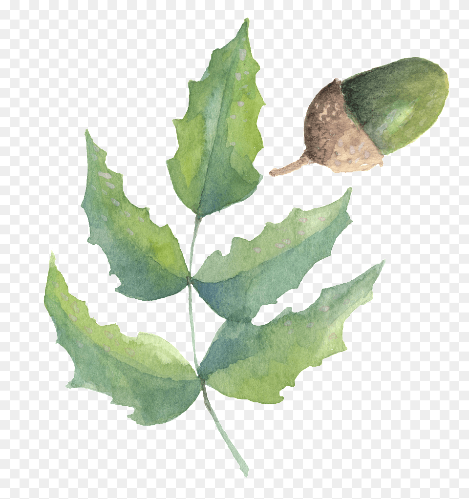 Leaf, Plant, Food, Nut Png Image