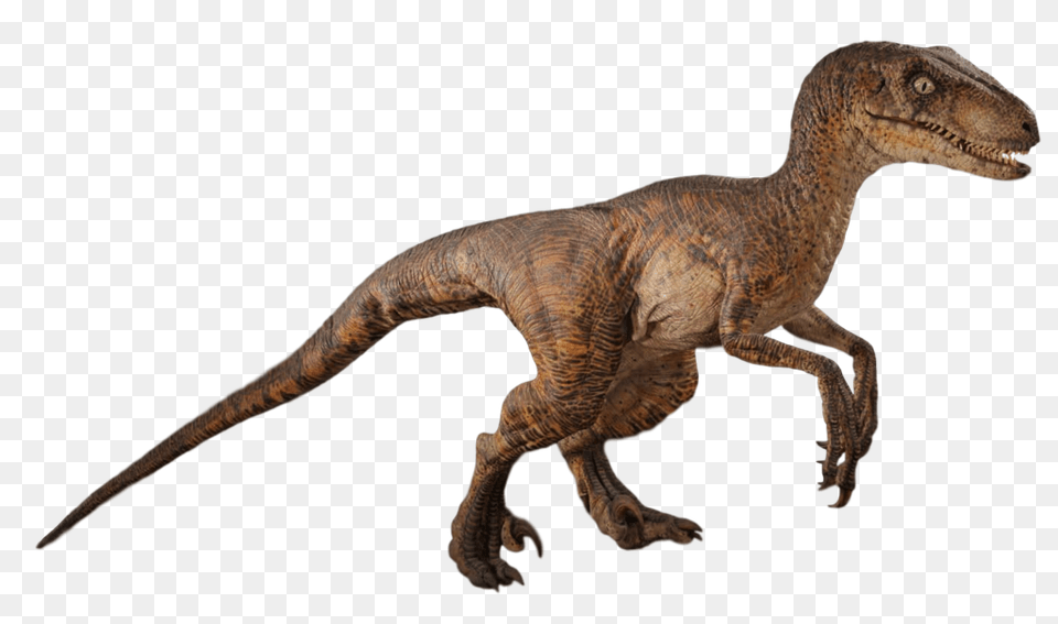 Animal, Dinosaur, Reptile, T-rex Png Image