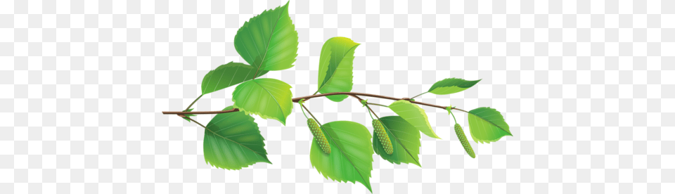 Image, Annonaceae, Green, Leaf, Plant Free Png Download