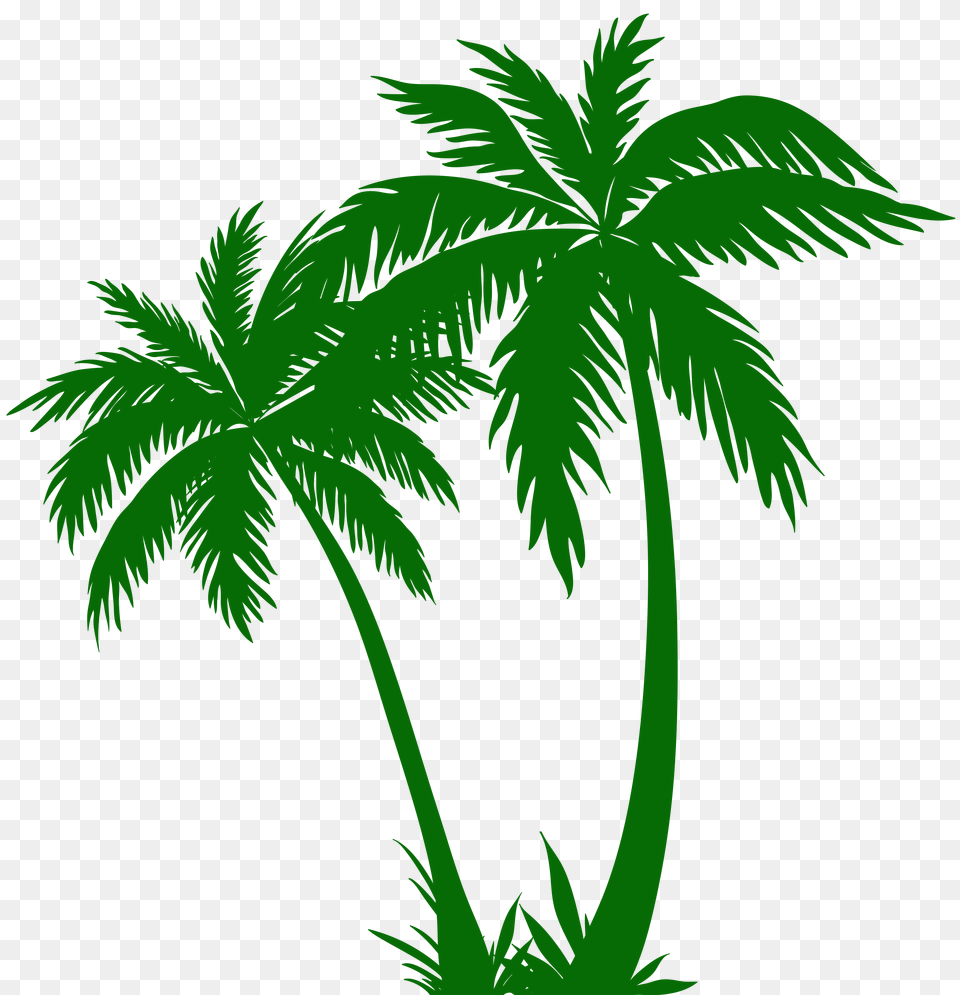 Image, Green, Tree, Plant, Palm Tree Free Png Download