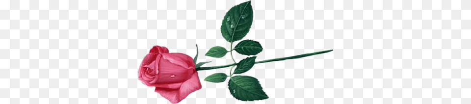 Flower, Leaf, Plant, Rose Png Image