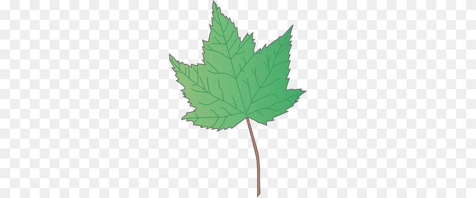 Image, Tree, Plant, Leaf, Maple Leaf Free Transparent Png