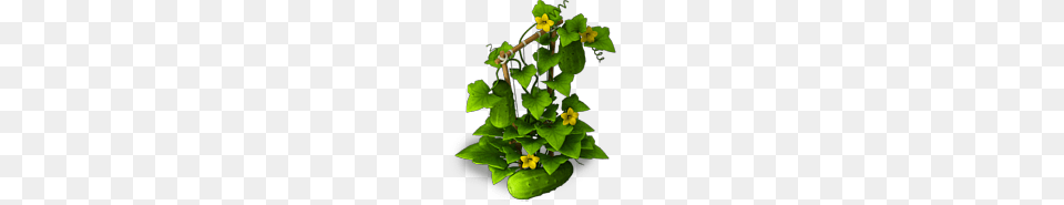 Image, Plant, Vine, Green, Leaf Free Transparent Png