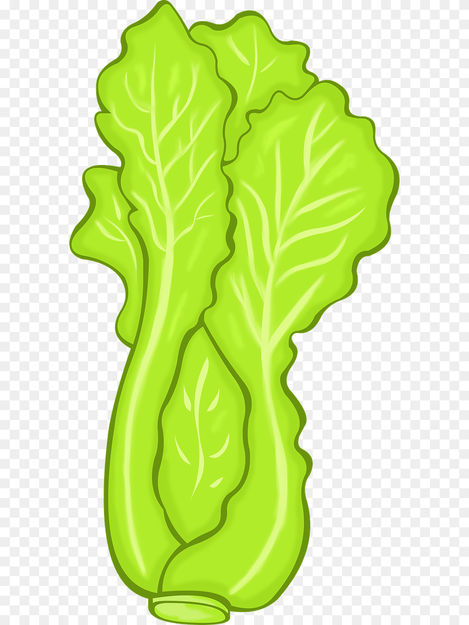 Image, Food, Produce, Lettuce, Plant Free Png