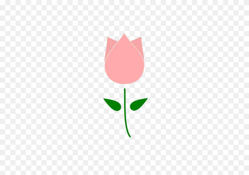 Image, Flower, Plant, Rose, Petal Free Png