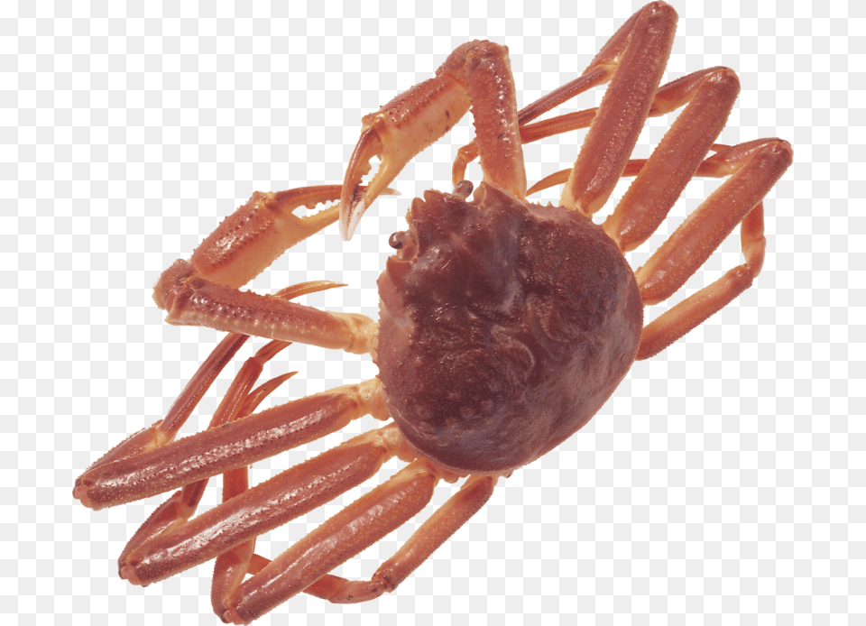 Animal, Crab, Food, Invertebrate Png Image