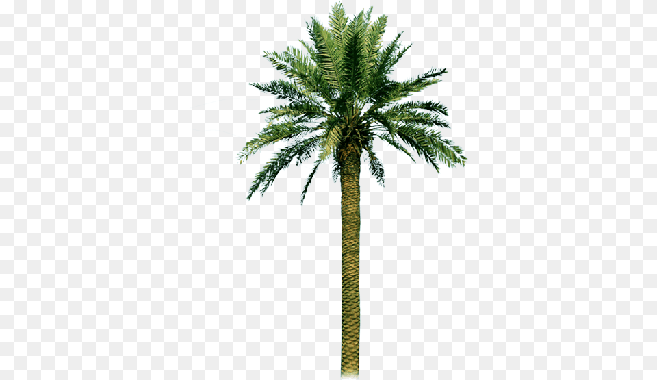 Image, Palm Tree, Plant, Tree Free Png Download