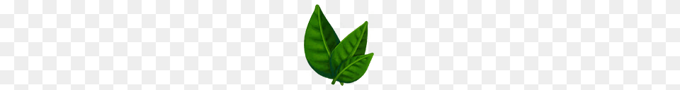 Image, Leaf, Plant, Green Free Png