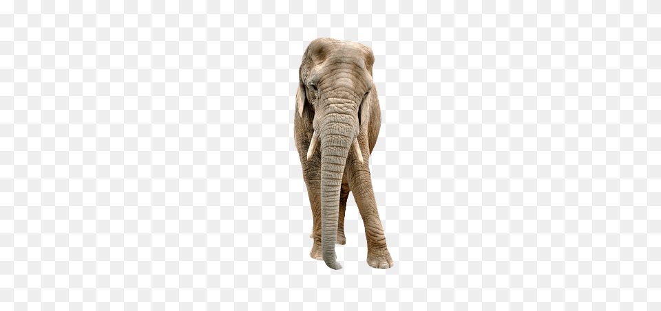 Image, Animal, Elephant, Mammal, Wildlife Png