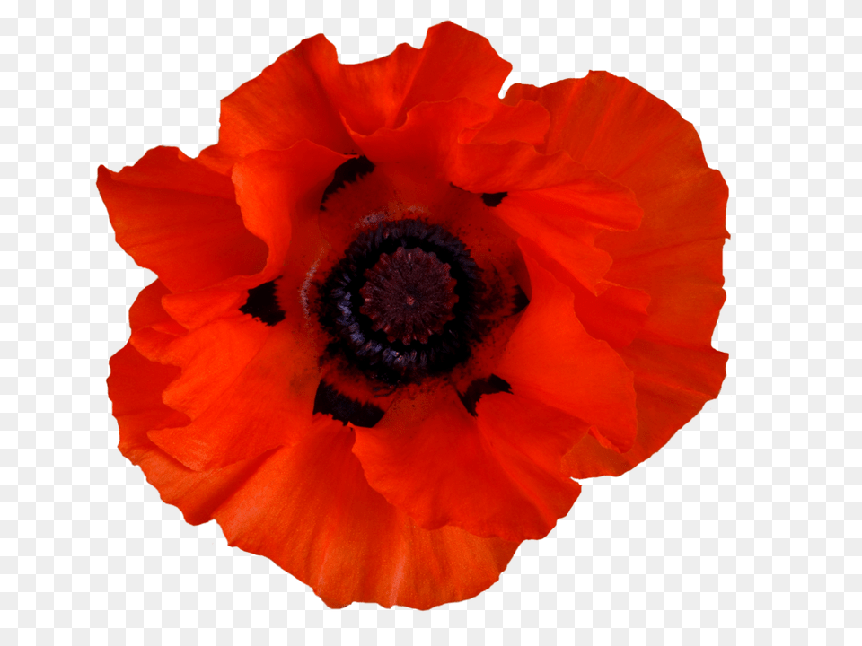 Image, Flower, Plant, Poppy, Rose Free Png Download