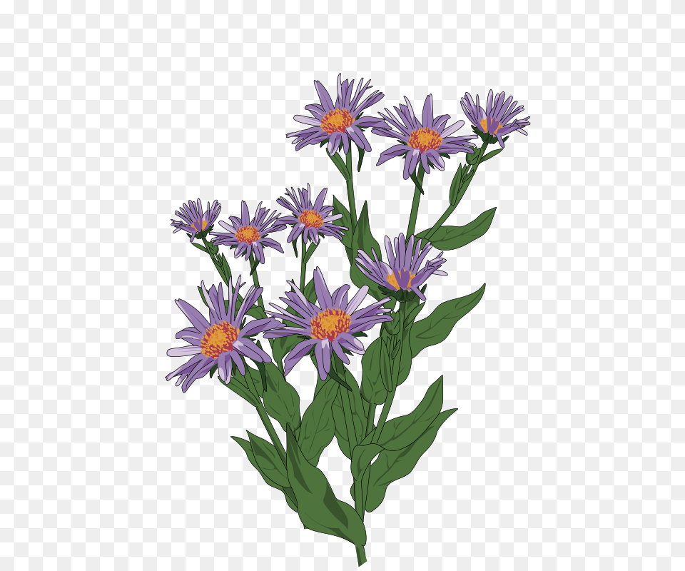 Daisy, Flower, Plant Png Image