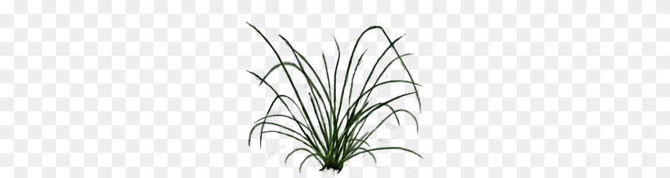 Grass, Plant, Vegetation, Land Png Image