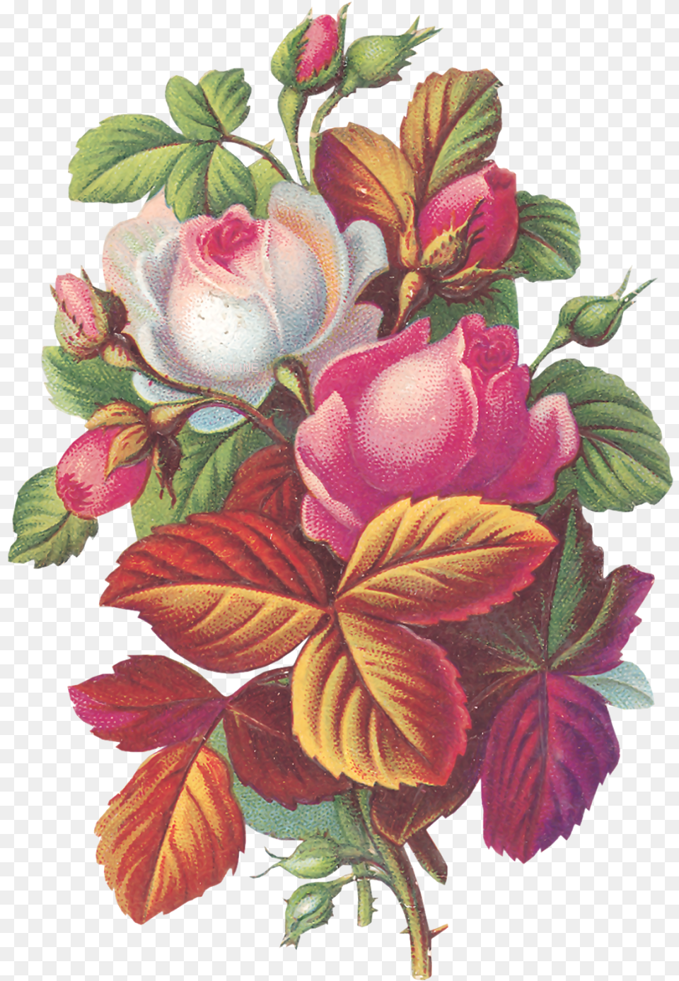 Image, Art, Floral Design, Graphics, Pattern Png