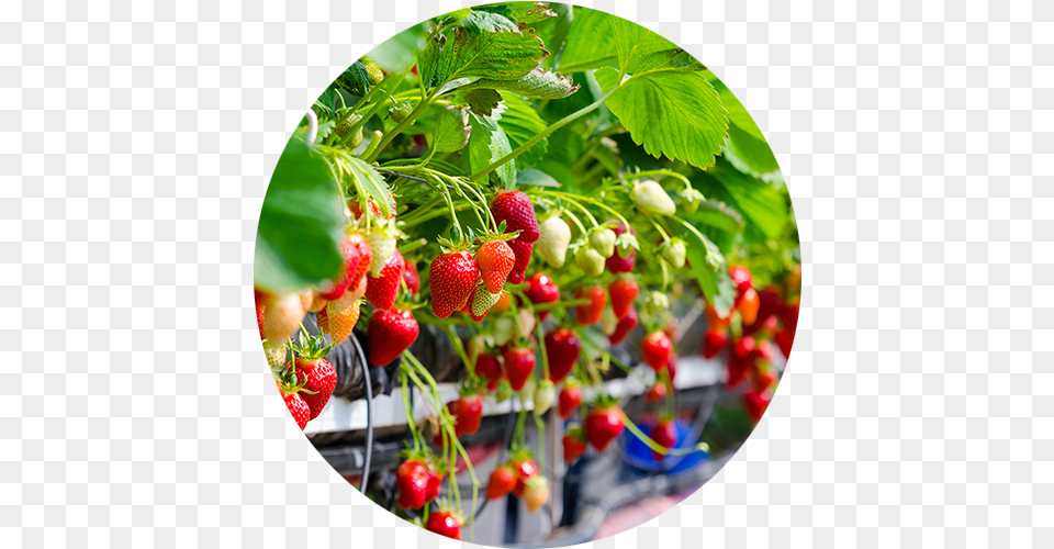 Image, Berry, Food, Fruit, Plant Free Png