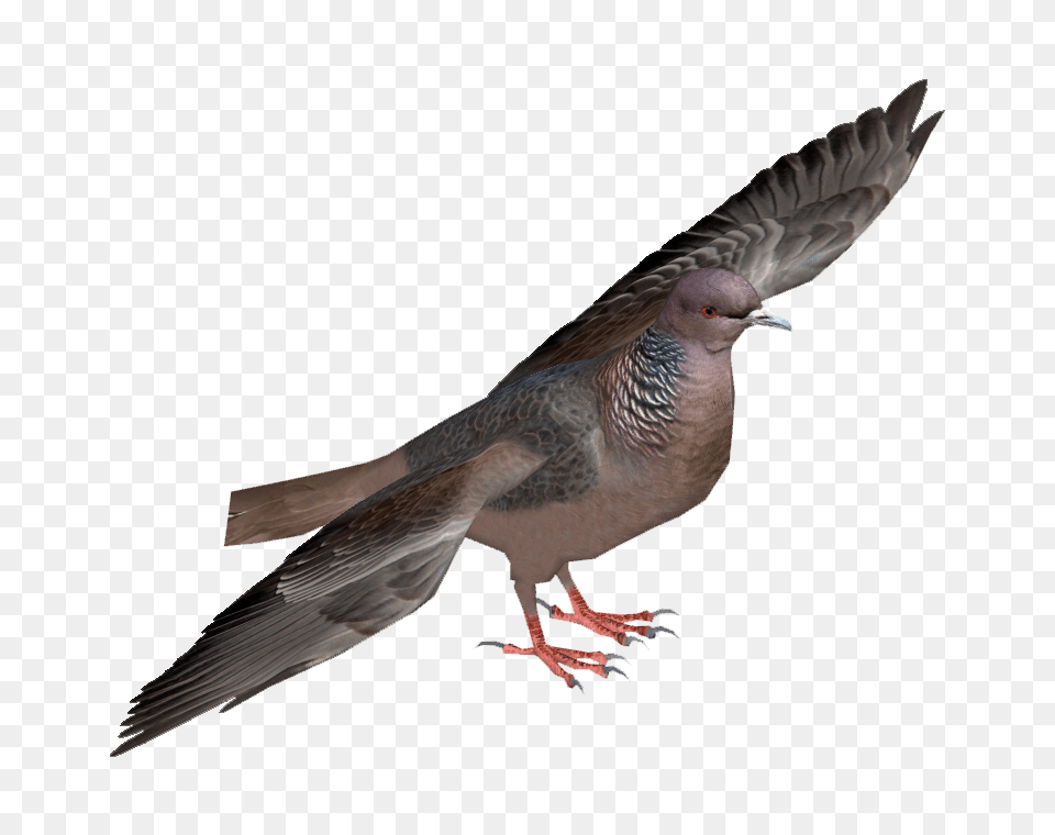 Image, Animal, Bird, Pigeon, Dove Free Transparent Png