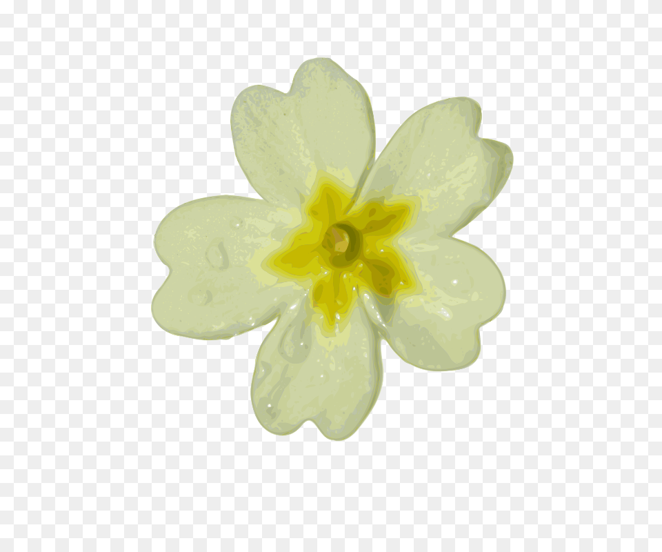 Image, Flower, Plant, Anther, Daffodil Png