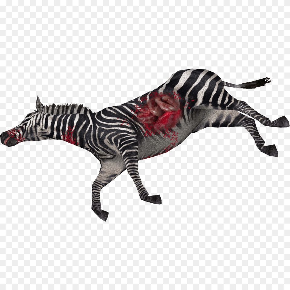 Animal, Mammal, Wildlife, Zebra Png Image