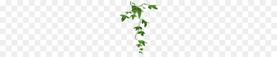 Image, Green, Herbs, Plant, Parsley Free Transparent Png