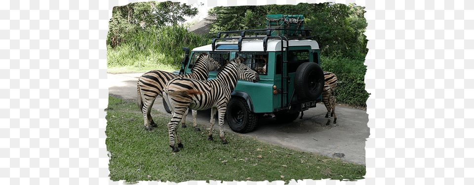 4 X 4 Safari Bali Safari, Nature, Outdoors, Animal, Wildlife Png Image