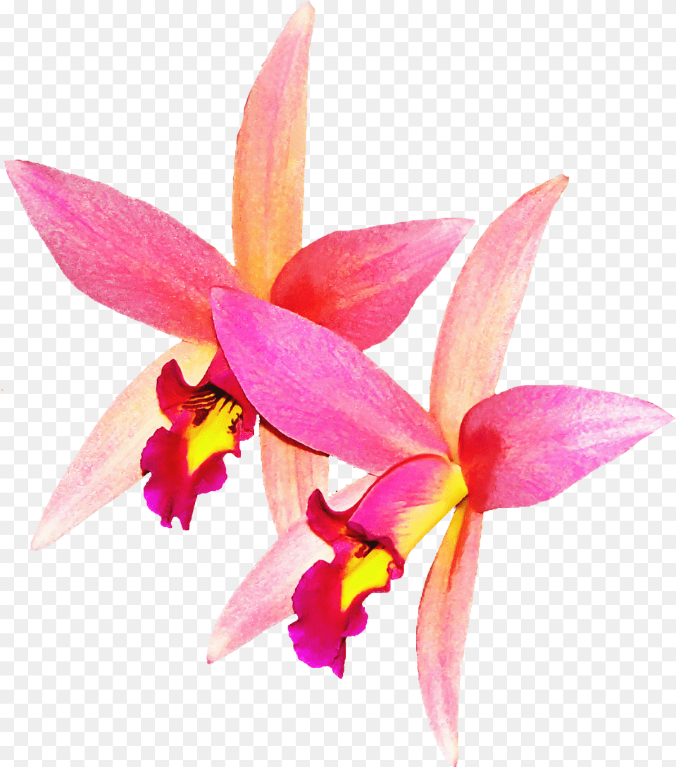 Image, Flower, Plant, Orchid Free Transparent Png