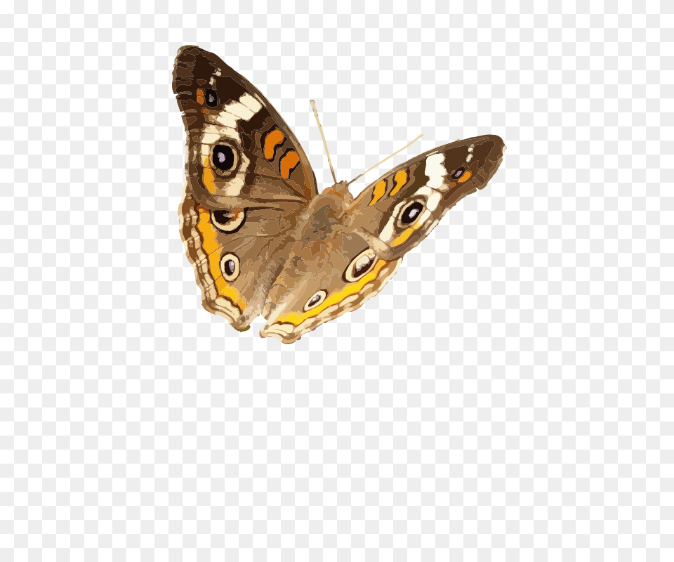 Animal, Butterfly, Insect, Invertebrate Png Image