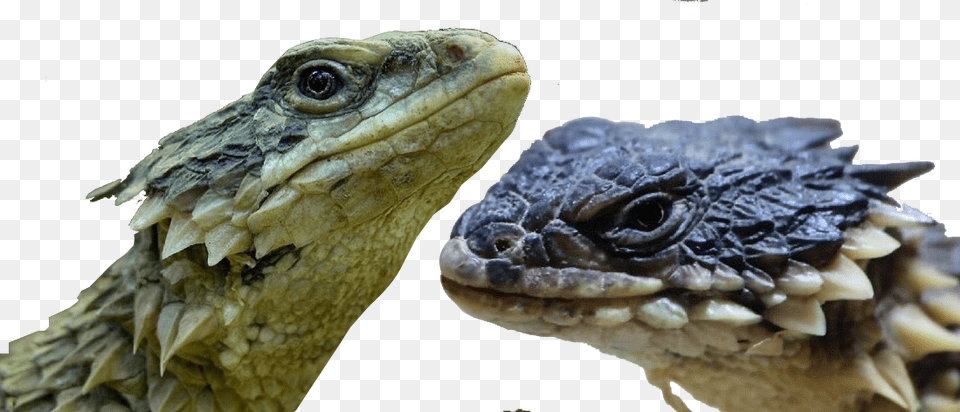 Image, Animal, Lizard, Reptile Free Png