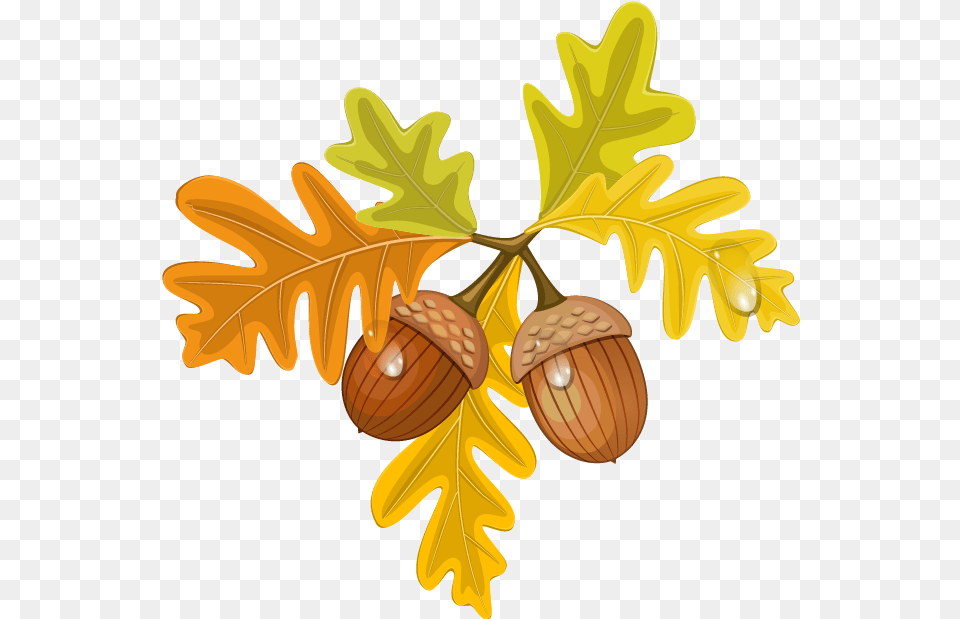 Image, Food, Grain, Nut, Plant Free Png