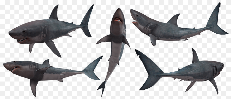 Image, Animal, Fish, Sea Life, Shark Free Transparent Png