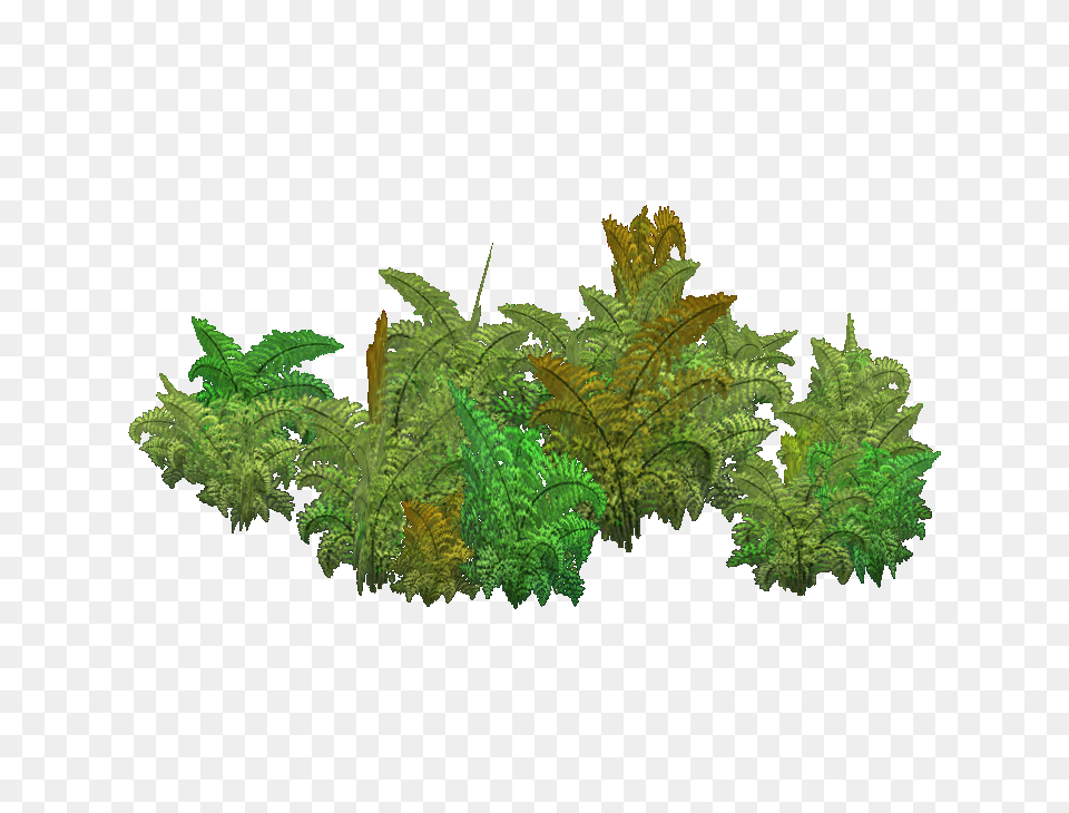 Image, Fern, Leaf, Plant, Green Free Png