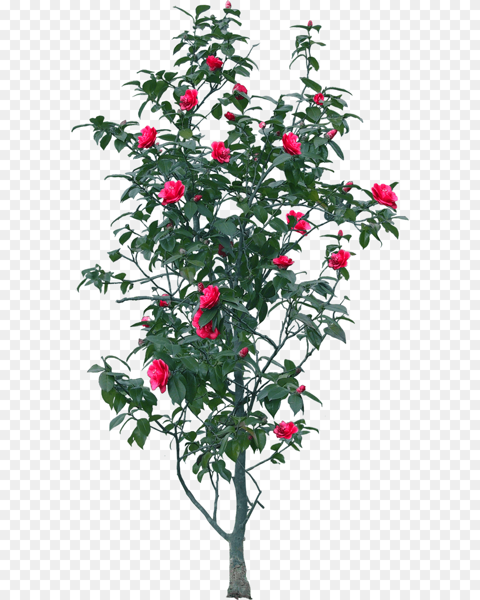 Image, Flower, Plant, Rose, Hibiscus Free Transparent Png