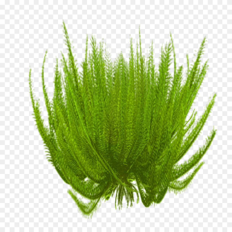 Image, Water, Plant, Moss, Leaf Free Png Download