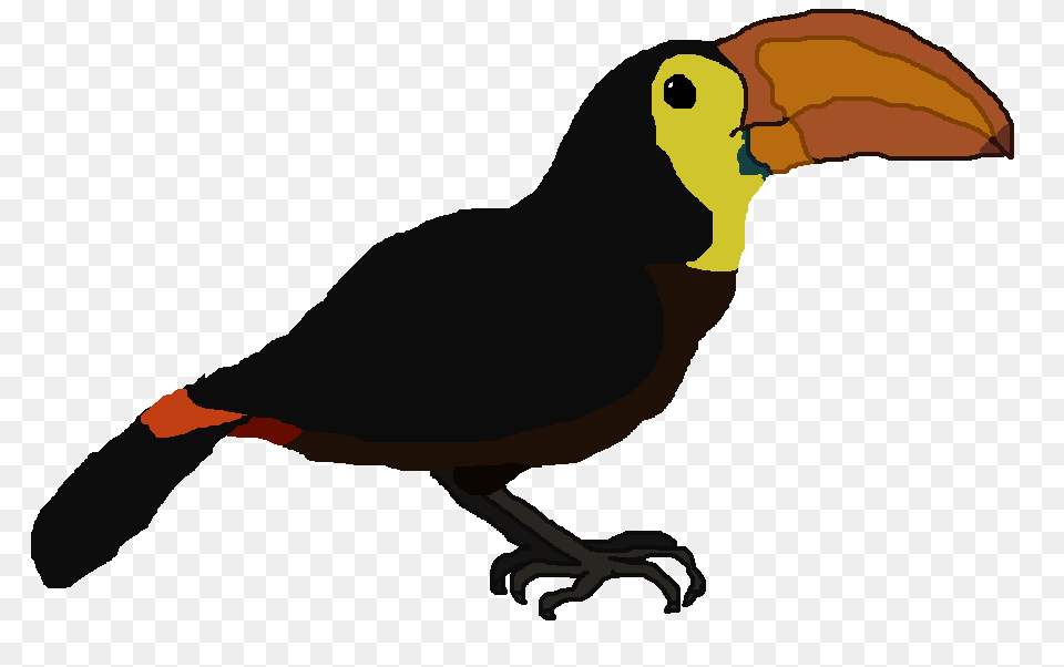 Image, Animal, Beak, Bird, Toucan Png