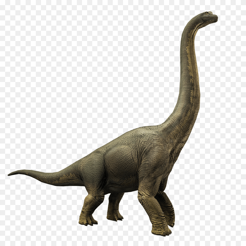 Image, Animal, Dinosaur, Reptile, T-rex Png