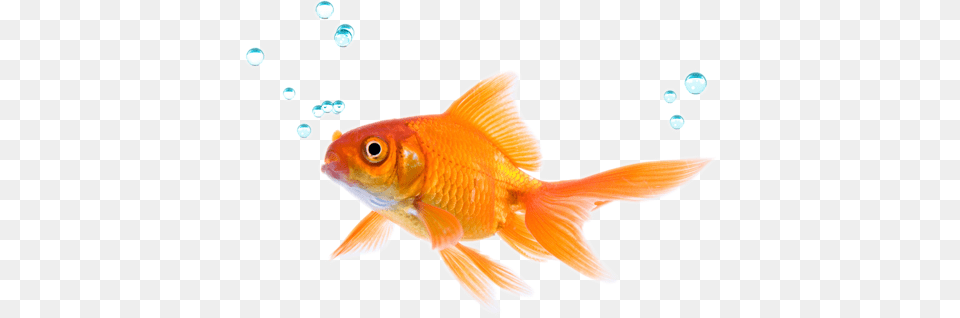 Image, Animal, Fish, Sea Life, Goldfish Free Transparent Png