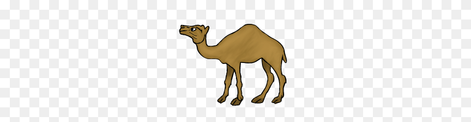 Image, Animal, Camel, Mammal Free Png Download