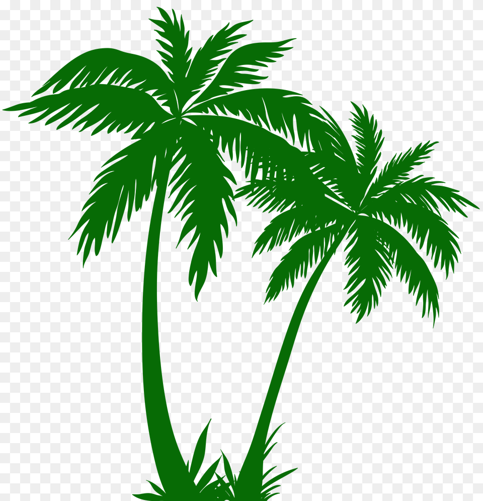 Image, Vegetation, Tree, Plant, Palm Tree Free Png