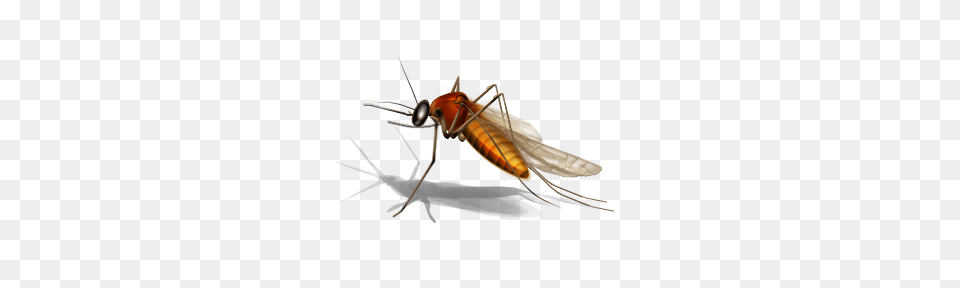 Animal, Insect, Invertebrate, Mosquito Png Image