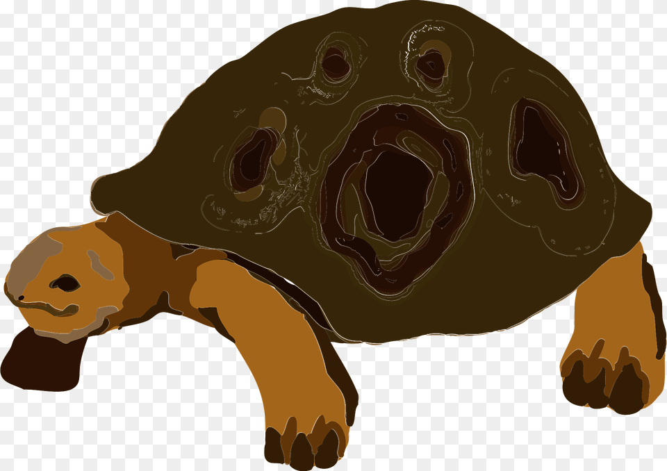 Animal, Tortoise, Sea Life, Reptile Png Image
