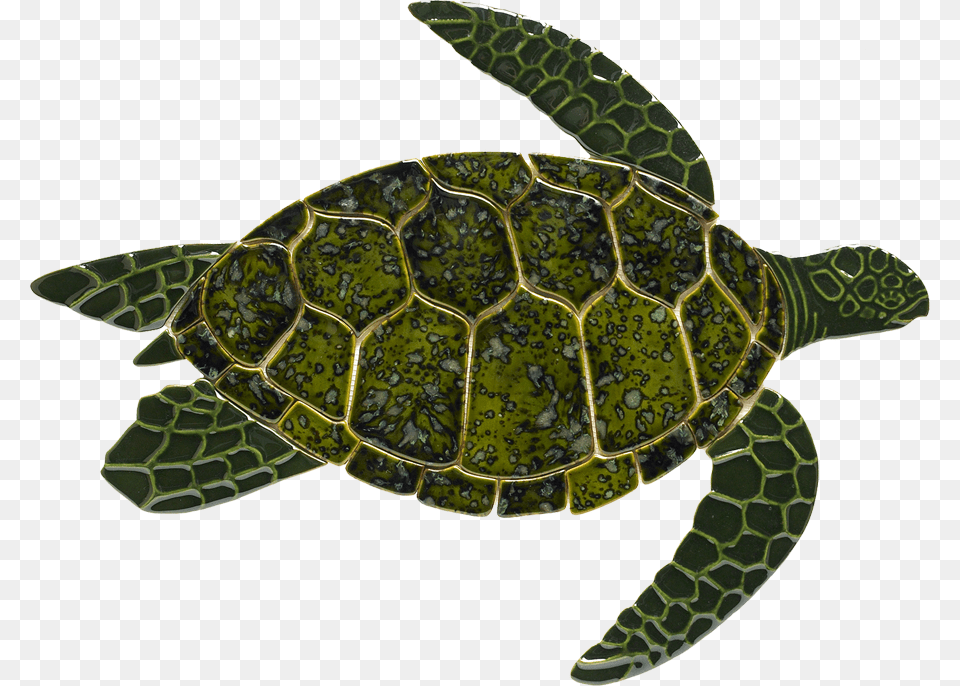 Image, Animal, Reptile, Sea Life, Tortoise Png