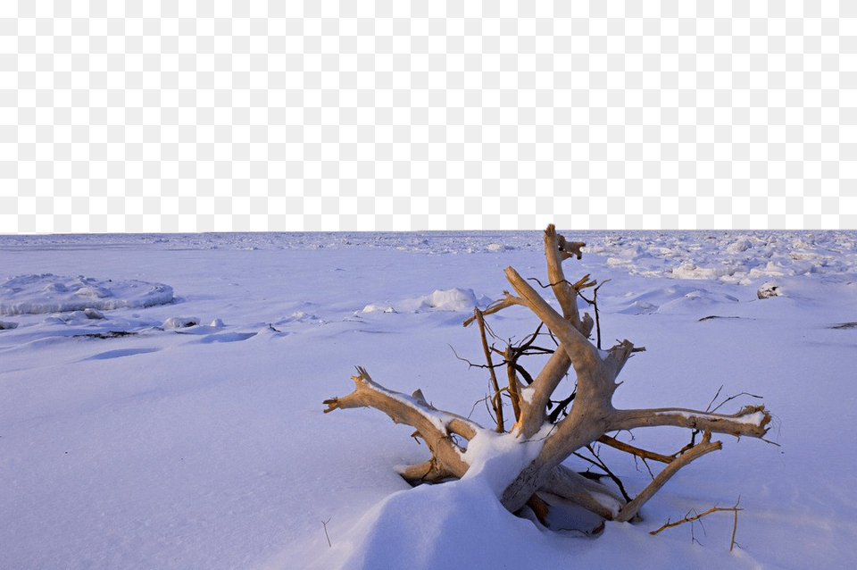 Image, Wood, Driftwood, Plant, Tree Free Png