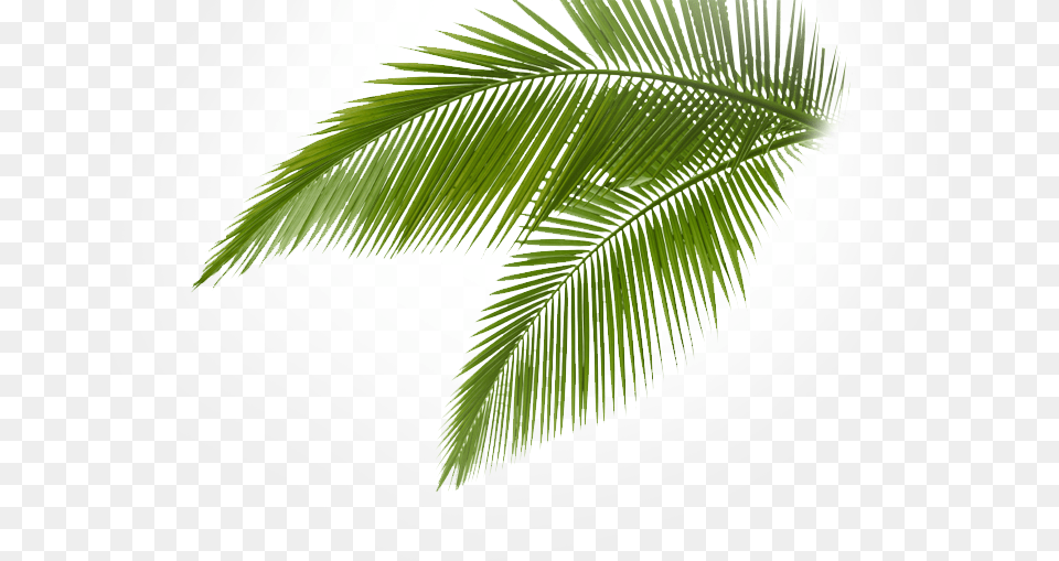 Image, Leaf, Palm Tree, Plant, Tree Png