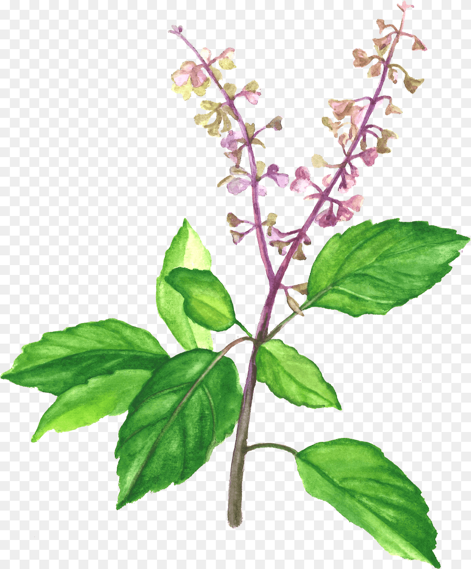 Image, Herbal, Plant, Flower, Leaf Free Png