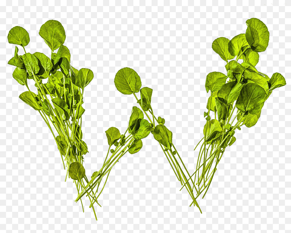 Image, Plant, Food, Produce, Leafy Green Vegetable Png