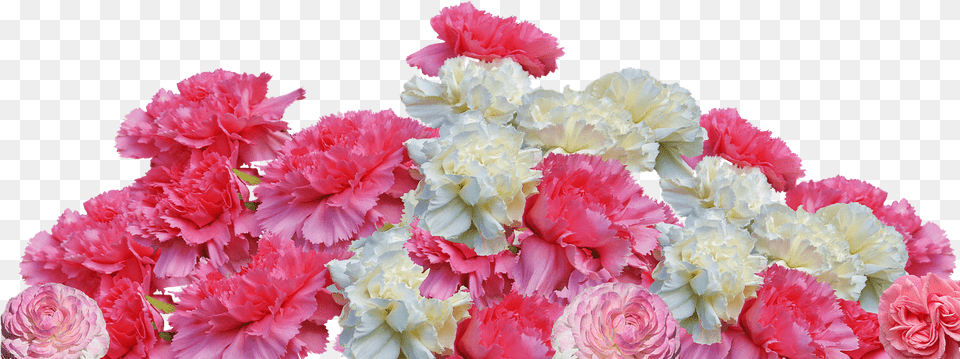 Carnation, Flower, Flower Arrangement, Plant Png Image