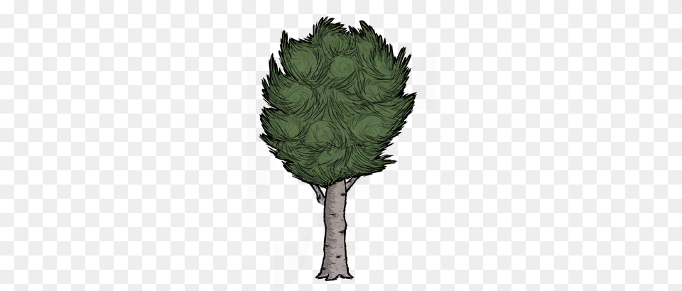 Conifer, Plant, Tree, Adult Png Image