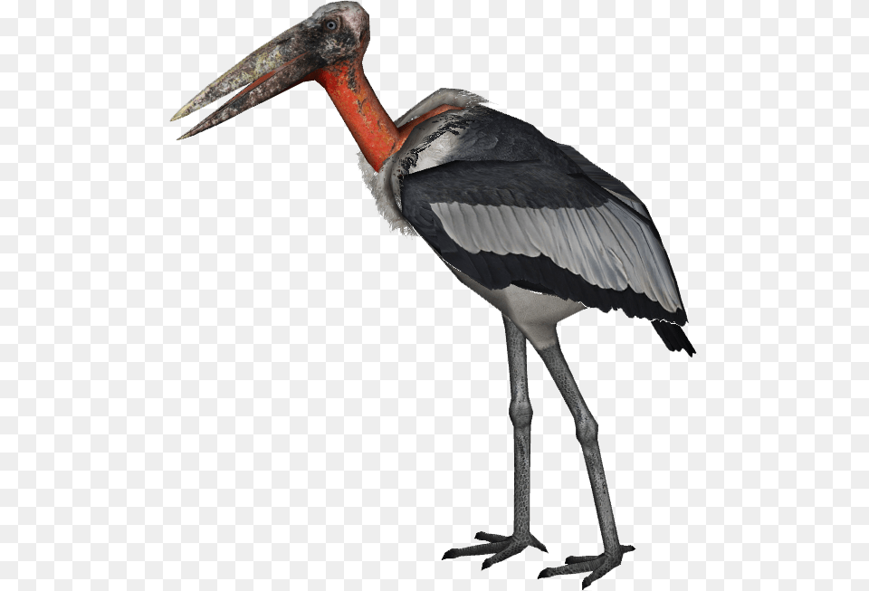 Image, Animal, Bird, Stork, Waterfowl Png