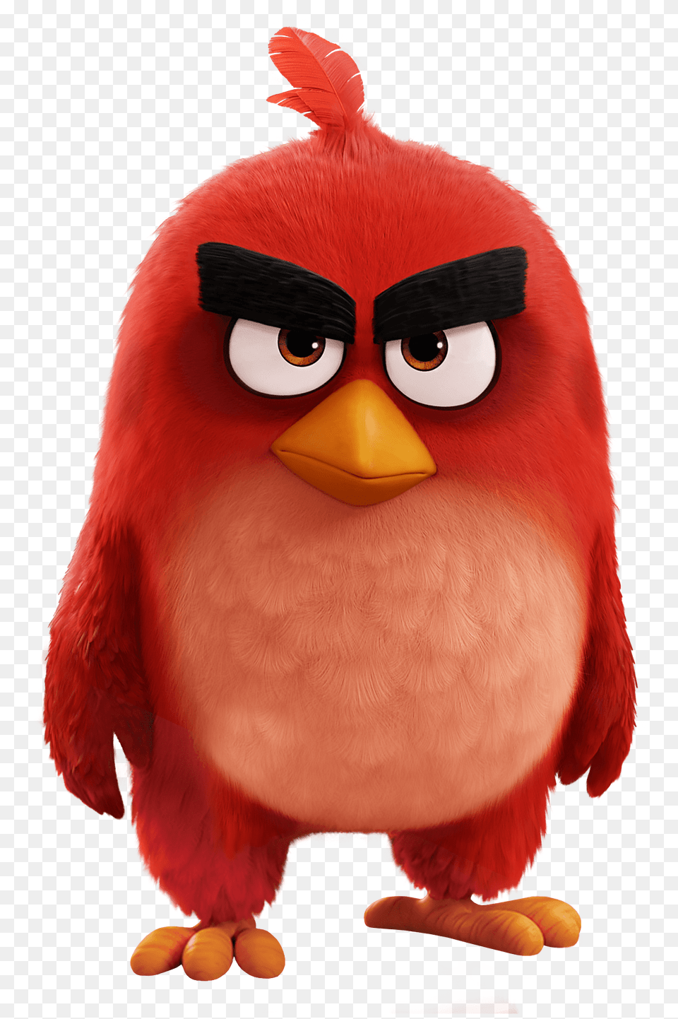 Image, Animal, Bird, Cartoon Png